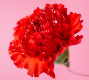 ดอกคาร์เนชันสีแดง สัญลักษณ์วันแม่ประเทศญี่ปุ่น