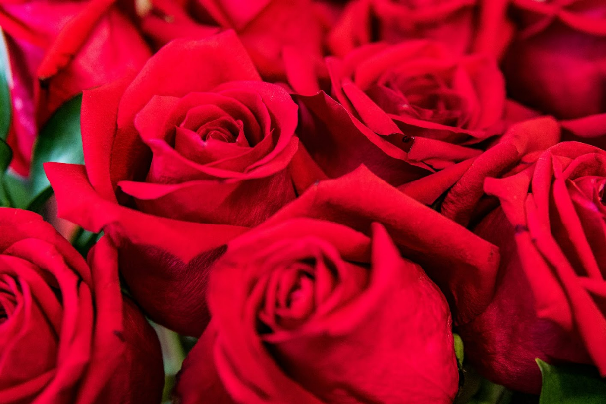 ดอกกุหลาบสีแดงสดหลายดอก