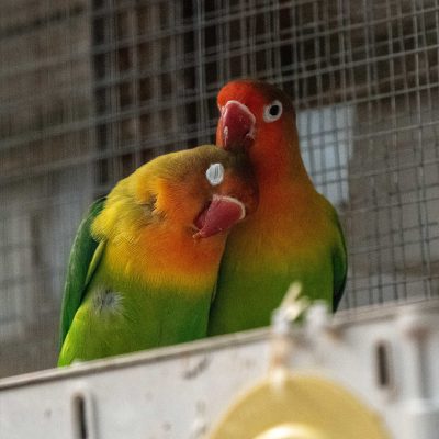 Lovebirds หรือนกคู่รัก สัญลักษณ์ของรักนิรันดร์ วันวาเลนไทน์