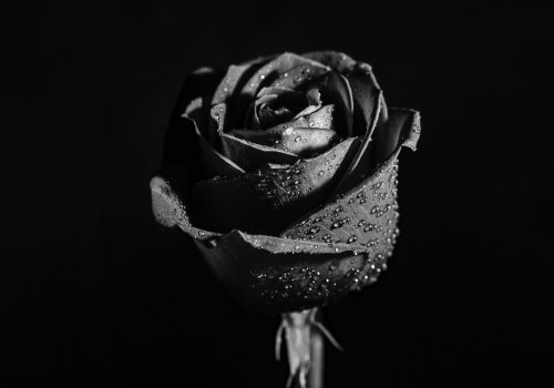 ดอกกุหลาบสีดำเปียกน้ำ