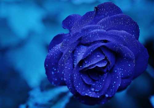 ดอกกุหลาบสีน้ำเงิน หมายถึง