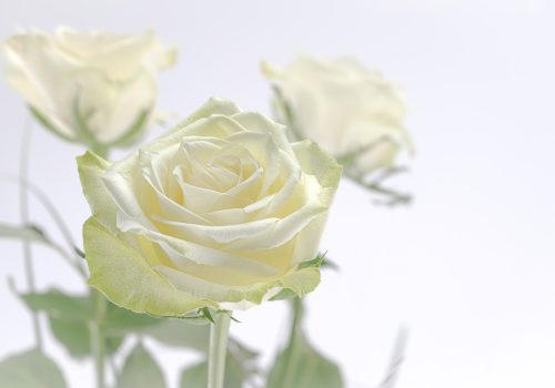 ดอกกุหลาบสีขาวบริสุทธิ์จำนวน 3 ดอก